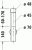 0050361000_duravit_syfon_tech_rys_1.gif